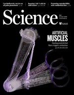 Strain-programmable fiber-based artificial muscle